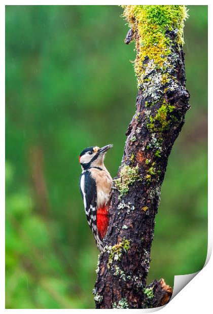Great spotted woodpecker (Dendrocopos major Print by Beata Aldridge