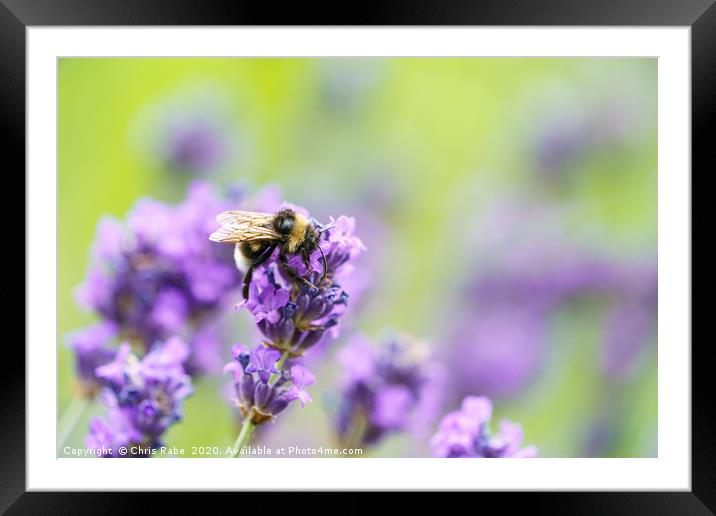 White-Tailed Bumblebee on purple flower Framed Mounted Print by Chris Rabe