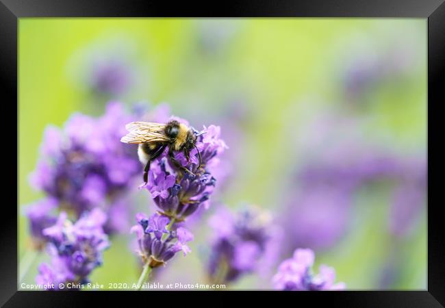 White-Tailed Bumblebee on purple flower Framed Print by Chris Rabe
