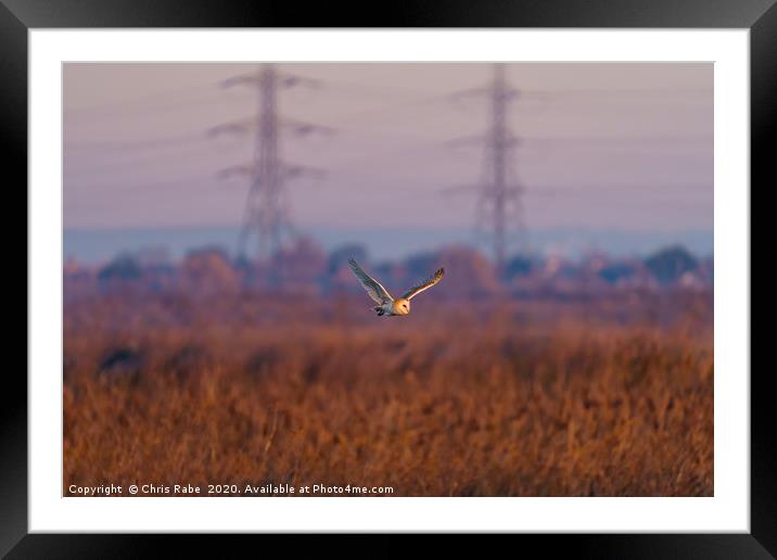 Barn owl in flight Framed Mounted Print by Chris Rabe