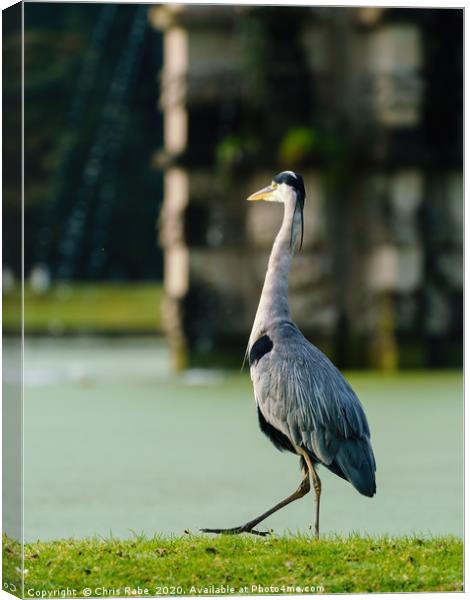 Grey Heron walking next to a pond Canvas Print by Chris Rabe