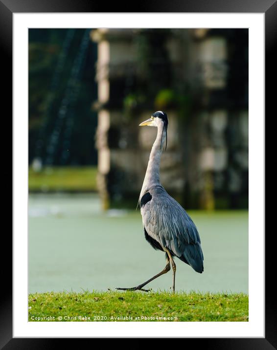 Grey Heron walking next to a pond Framed Mounted Print by Chris Rabe