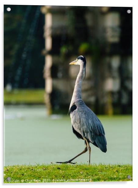 Grey Heron walking next to a pond Acrylic by Chris Rabe