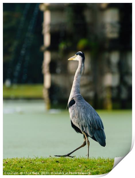 Grey Heron walking next to a pond Print by Chris Rabe