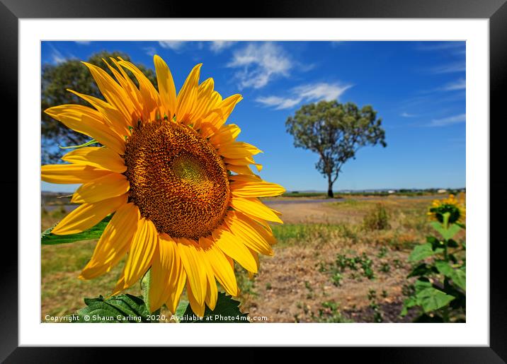 You Are My Sunshine Framed Mounted Print by Shaun Carling