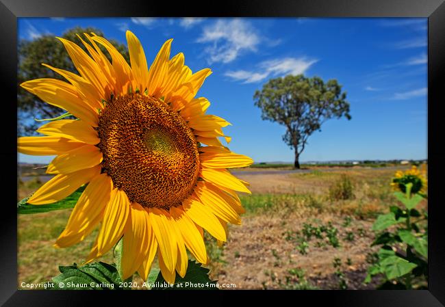 You Are My Sunshine Framed Print by Shaun Carling