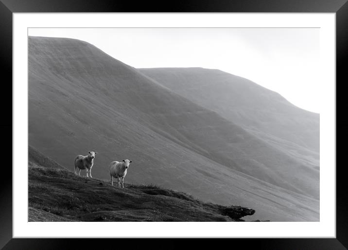 Mountain Sheep Framed Mounted Print by David Wall