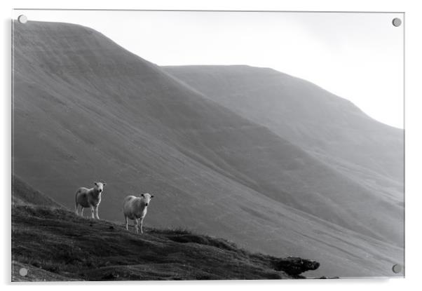 Mountain Sheep Acrylic by David Wall