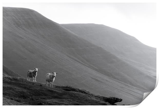 Mountain Sheep Print by David Wall