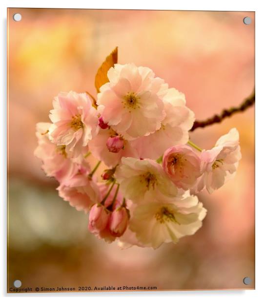 Spring Cherry blossom Acrylic by Simon Johnson