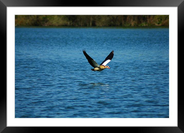 Egyptian Goose Framed Mounted Print by kelly Draper
