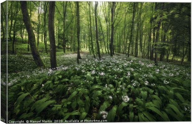 Field of beauty Canvas Print by Manuel Martin