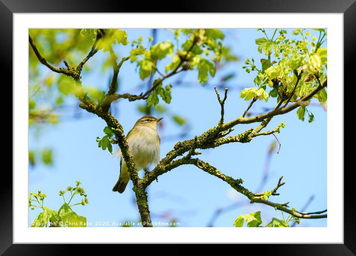 Willow Warbler  up a tree Framed Mounted Print by Chris Rabe