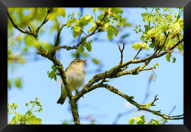 Willow Warbler  up a tree Framed Print by Chris Rabe