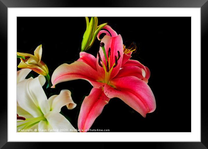 Asiatic Lilies Framed Mounted Print by Shaun Carling