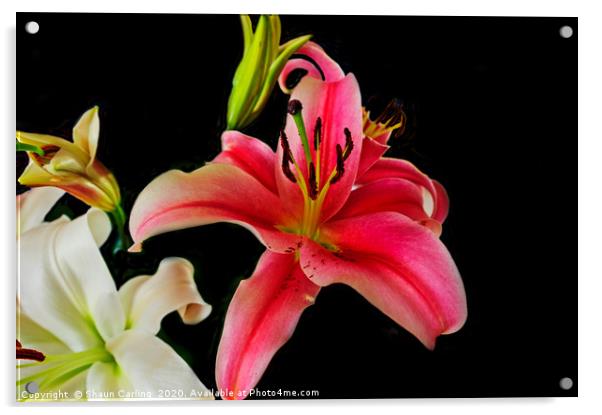 Asiatic Lilies Acrylic by Shaun Carling