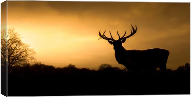 Wild Welsh mountain Stag  Canvas Print by Chris Jones
