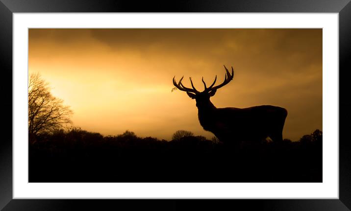 Wild Welsh mountain Stag  Framed Mounted Print by Chris Jones
