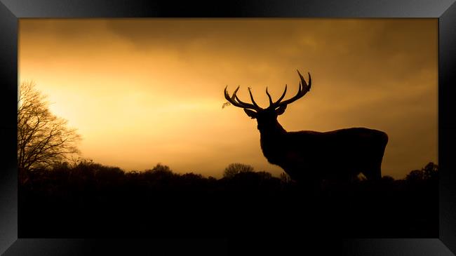 Wild Welsh mountain Stag  Framed Print by Chris Jones