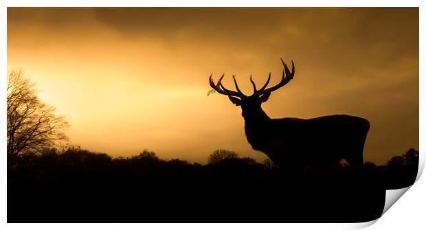 Wild Welsh mountain Stag  Print by Chris Jones