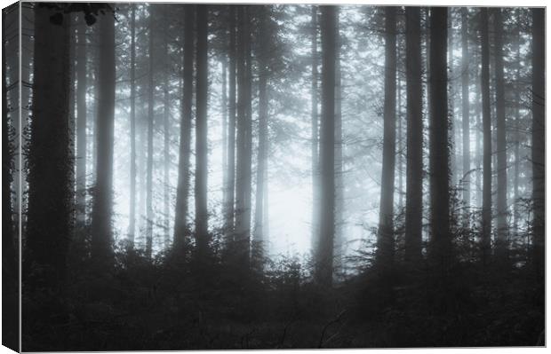 Edge of the forest Canvas Print by David Wall