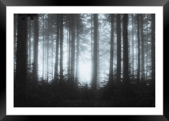 Edge of the forest Framed Mounted Print by David Wall