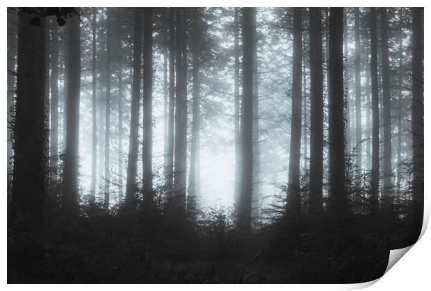 Edge of the forest Print by David Wall