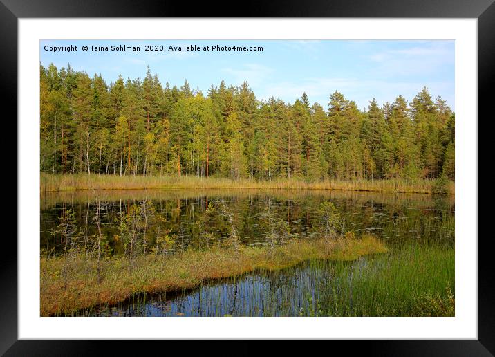 Small Marshland Lake in Early Autumn Framed Mounted Print by Taina Sohlman