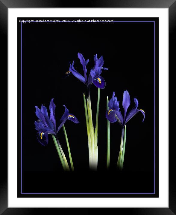 Iris reticulata Framed Mounted Print by Robert Murray