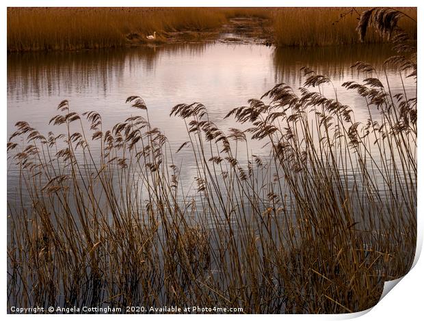 Wetlands at Far Ings Print by Angela Cottingham