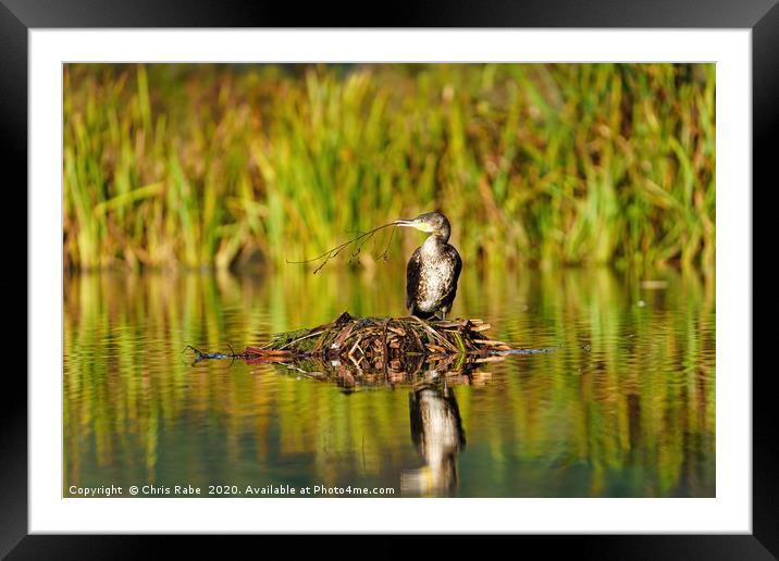 Great Cormorant sitting on nest with twig  Framed Mounted Print by Chris Rabe