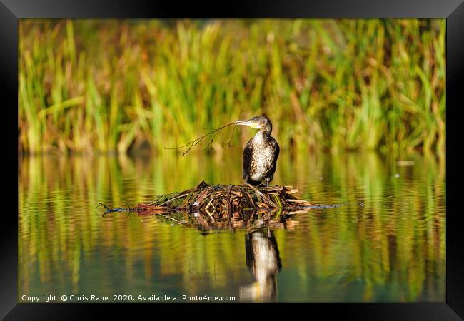 Great Cormorant sitting on nest with twig  Framed Print by Chris Rabe