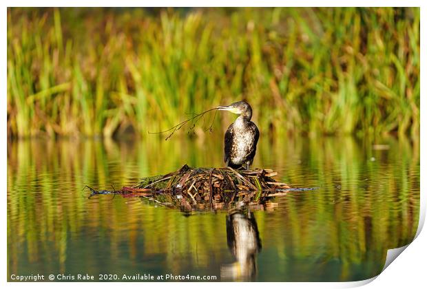 Great Cormorant sitting on nest with twig  Print by Chris Rabe