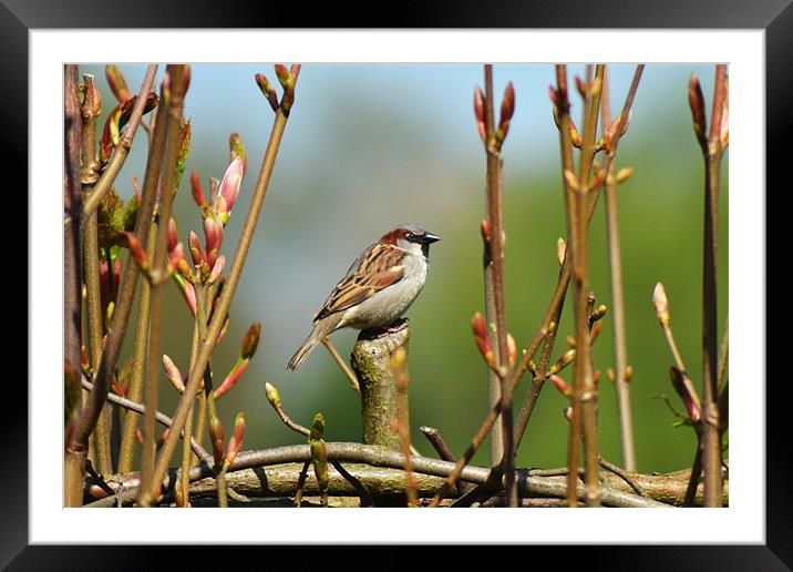 Sparrow Framed Mounted Print by Donna Collett