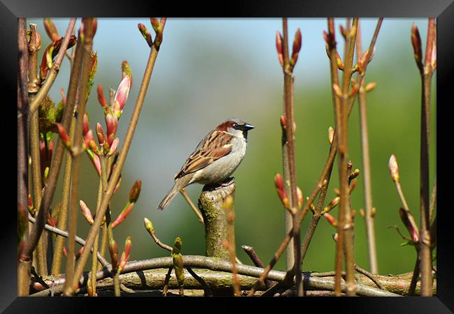 Sparrow Framed Print by Donna Collett