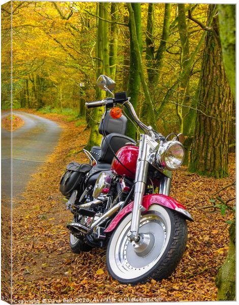 Autumn Harley Canvas Print by Dave Bell