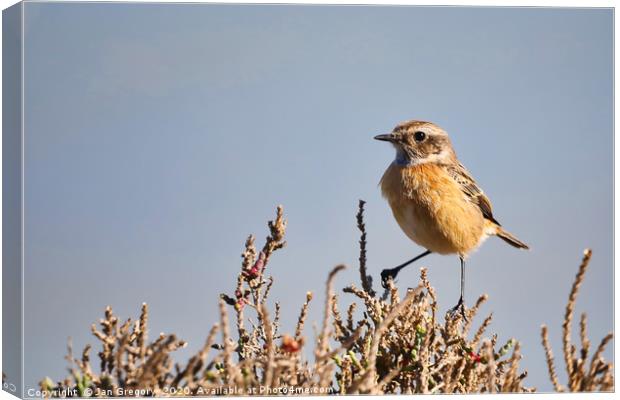Stonechat on a bush Canvas Print by Jan Gregory