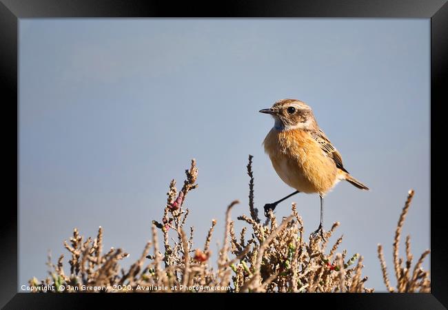 Stonechat on a bush Framed Print by Jan Gregory