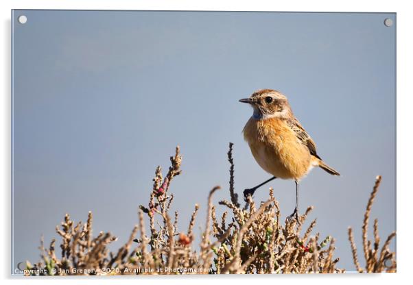 Stonechat on a bush Acrylic by Jan Gregory