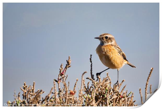 Stonechat on a bush Print by Jan Gregory