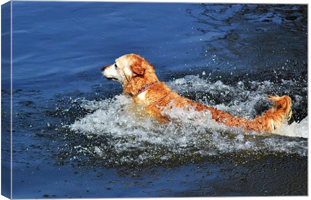 Doggie Paddle Canvas Print by Donna Collett