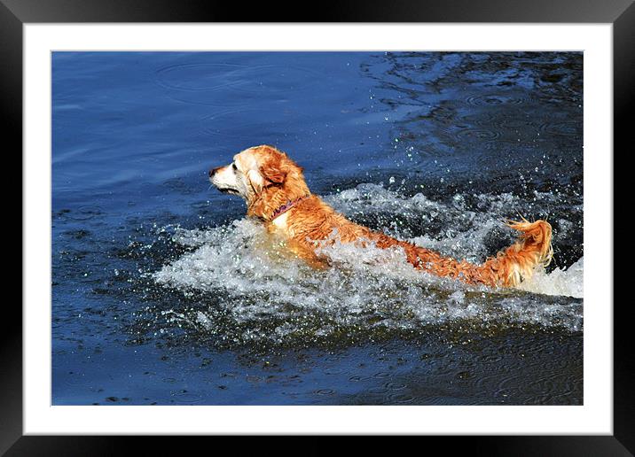 Doggie Paddle Framed Mounted Print by Donna Collett