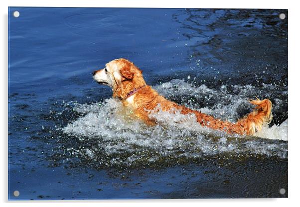 Doggie Paddle Acrylic by Donna Collett