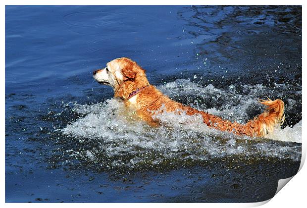Doggie Paddle Print by Donna Collett