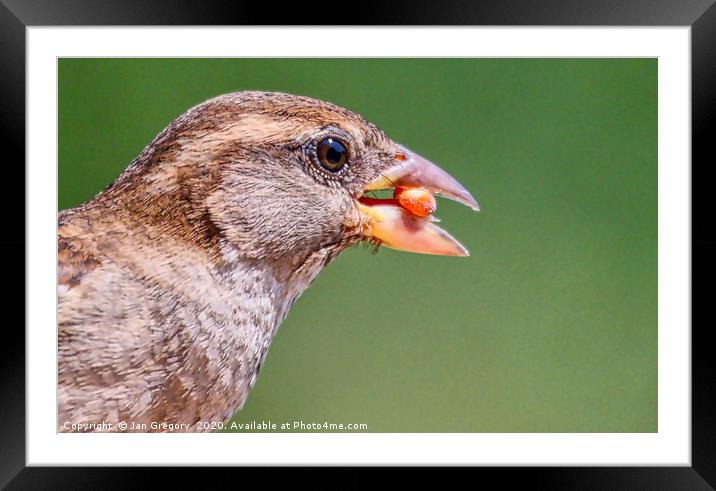Hungry Sparrow Framed Mounted Print by Jan Gregory