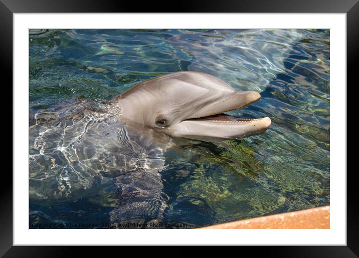 Dolphin Framed Mounted Print by Mike Hughes