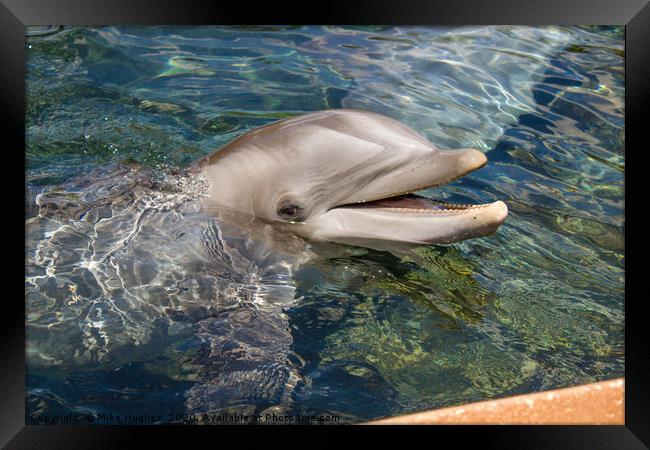 Dolphin Framed Print by Mike Hughes