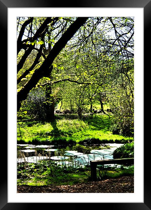 Sunny Day at a Local Pond Framed Mounted Print by Dawn O'Connor