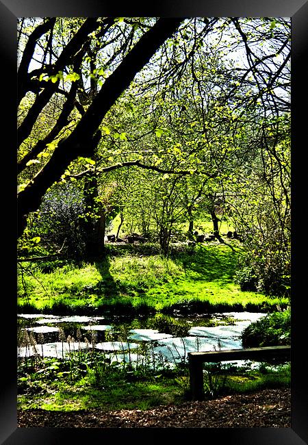 Sunny Day at a Local Pond Framed Print by Dawn O'Connor