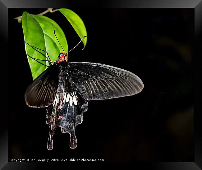 Swallowtail Butterfly Framed Print by Jan Gregory